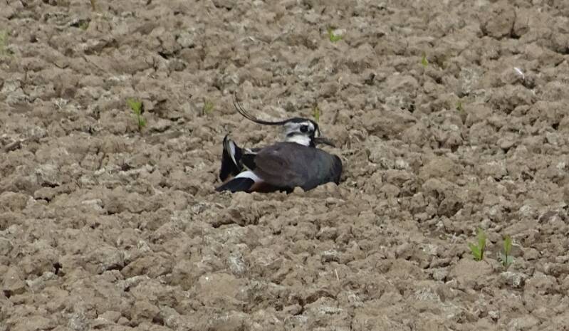 kievitopneststeinzdmaisland26mei2016DSC0392940crop.jpg