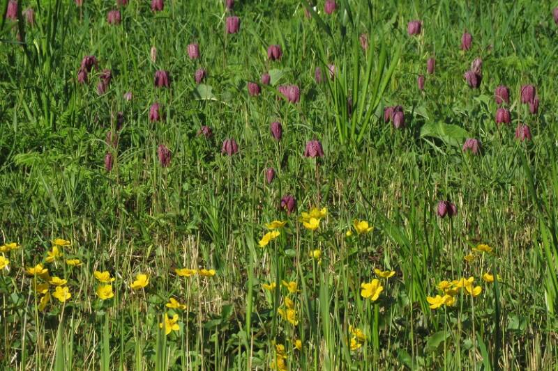 kievitsbloemdottersgdaheemtuin11april2019IMG_297818.jpg