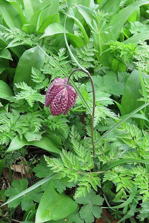 kievitsbloemgdaheemtuin28mrt2019IMG_221220scherp-1.jpg