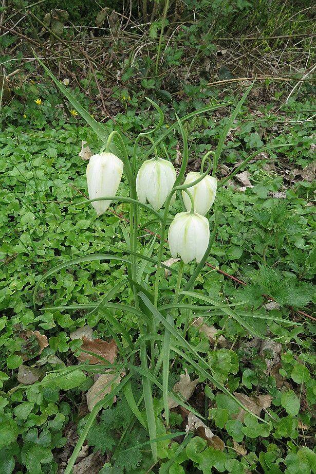 kievitsbloemwitGdalangsSteinsedijkgeplant21apr2021IMG_202920scherp.jpg