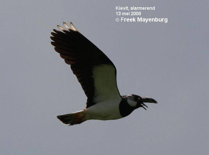 kievitvliegendFM13mei08042scherp50croptekst.jpg
