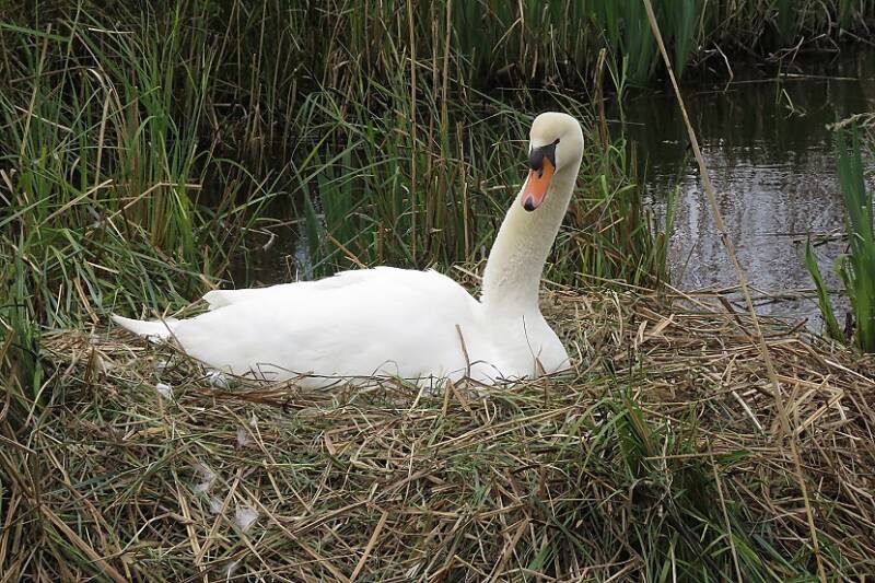 knobbelzwaanopnestpldrsteinnrd12april2019IMG_316118scherp.jpg