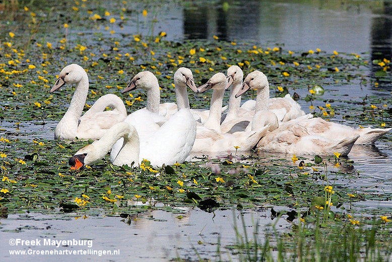 knobbelzwanen_en_watergentiaan_bodegraven_30juli2012_051_20_tekst.jpg