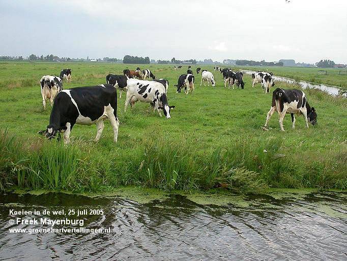 koeien-veldvol-polderreewuijk2-FM25juli0530tekst.jpg