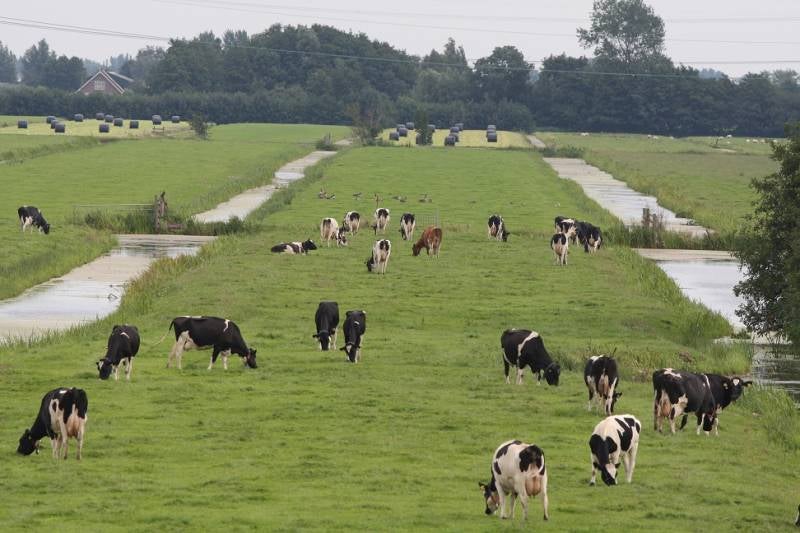 koeienkrwrdpoldermiddelblokFM18aug0800825.jpg