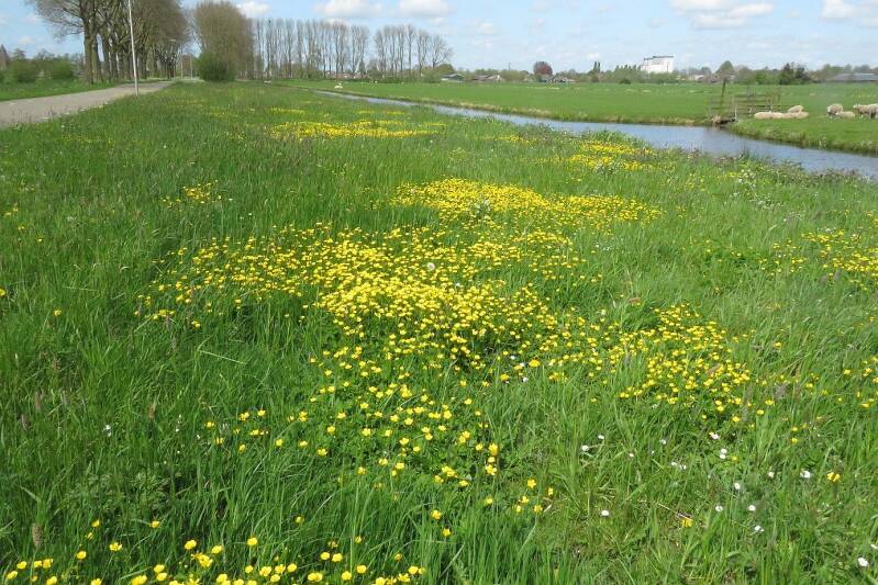 kruipende-boterbloem-berm-hoenkoopse-buurtweg-14apr2024-img_9118-30-scherp-standard.jpg