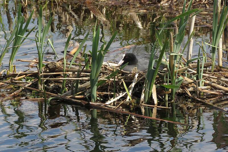 meerkoetopnestrwkpldroukoop11april2019IMG_306518scherp.jpg