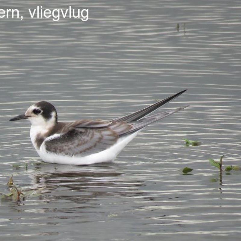 zwartesternjuvenielhoogeboezem16juli2017IMG_298623croptekst-1.jpg