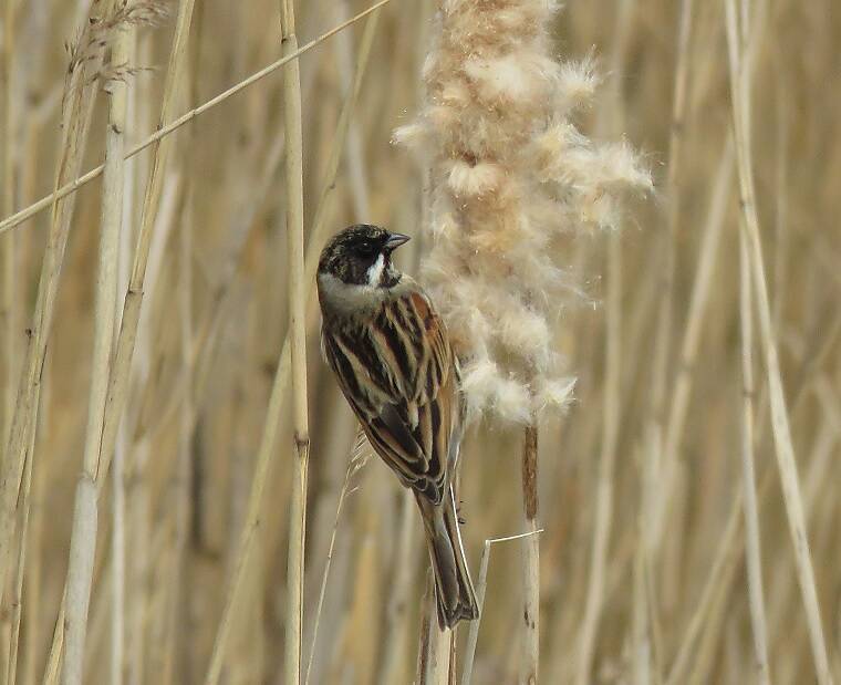 rietgorsmannestmateriaalhoogeboezem27mrt2019IMG_215630cropscherp-1.jpg