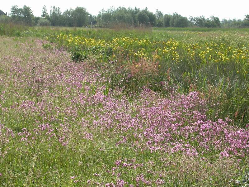 rwk-sluipwijk-gelelisechtekoekoeksbloem-FM30mei05scherp.jpg