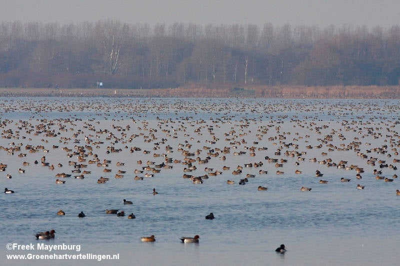 rwk_plas_broekvelden_vol_eenden_8dec2012_031_25_tekst.jpg