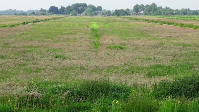 rwkpldroukoop3juni2017DSC0755318.jpg