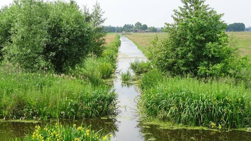 rwkpldroukoop3juni2017DSC0756418.jpg