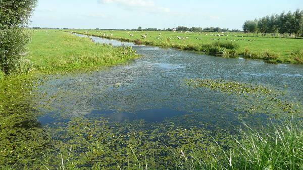 rwkpldrsluipwijkFM30aug0801118.jpg