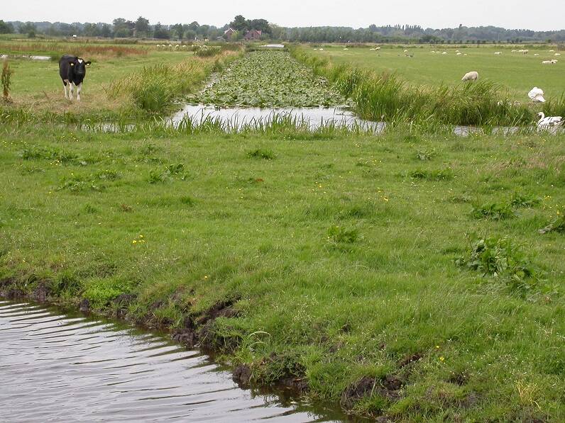 rwksluipwijkslootmetgeleplomp-FM31juni0435.jpg
