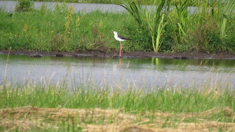 steltkluut-rwk-sluipwijk-plasdras-14juli2014-img_0308-30-scherp-standard.jpg