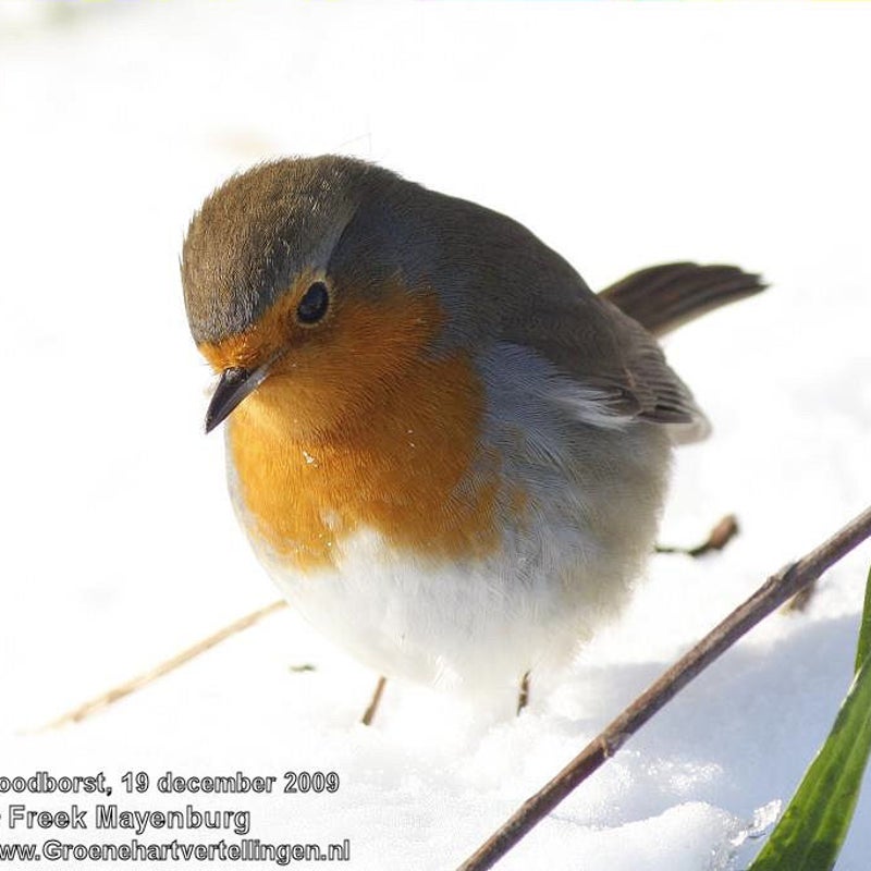 roodborst_in_sneeuw_FM19dec09_6889_crop_tekst.jpg