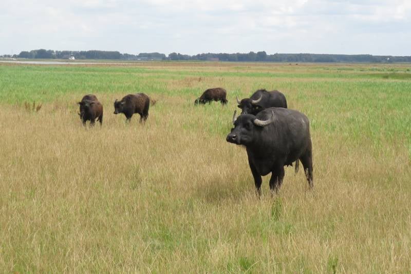 waterbuffelnoordwaardbrabbiesbosch31juli2017IMG_355418.jpg