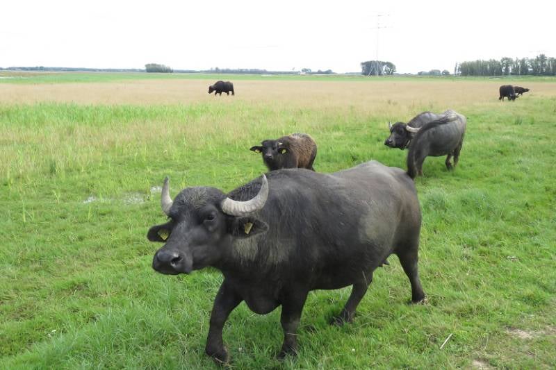 waterbuffelnoordwaardbrabbiesbosch31juli2017IMG_356218.jpg
