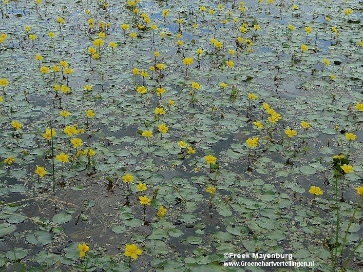 watergentiaan_bodegraven_30juli2012_018_23_tekst.jpg