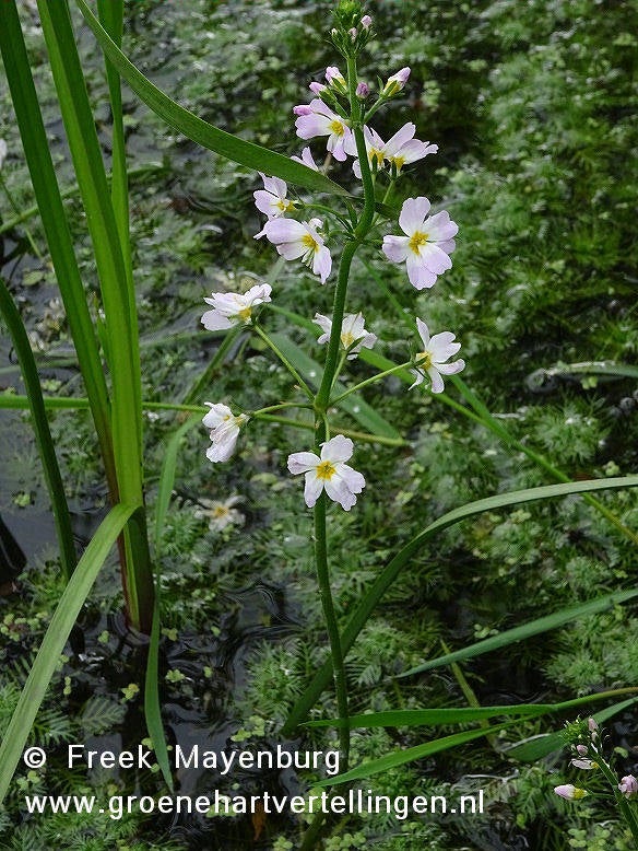 waterviolier_stein_zd_24mei2016_DSC03914_15_tekst.jpg
