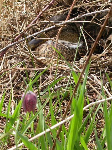 wildekievitsbloem-wildeeendopnest-FM15apr05-verkleind.jpg
