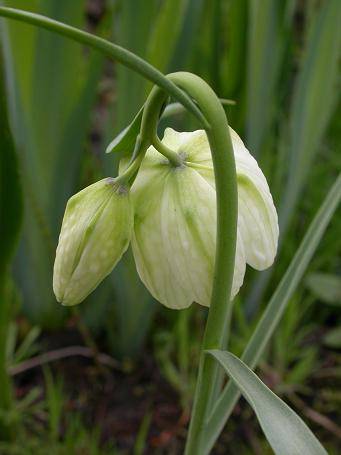 wildekievitsbloem-witdubbele-FM9apr05-verkleind.jpg