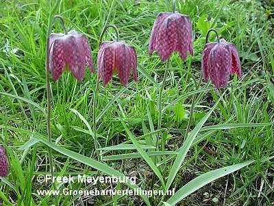 wildekievitsbloem8-FM21apr04-verkleind_tekst.jpg