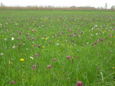 wildekievitsbloemhasselt4-FM22apr04-verkleind.jpg