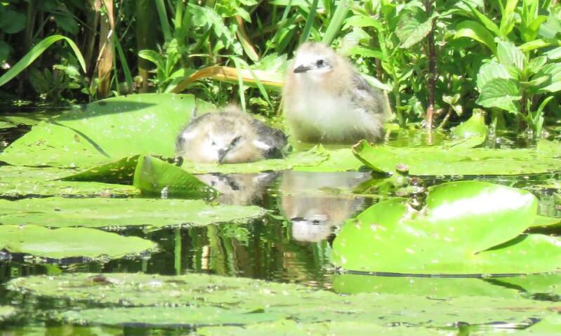 zwartesternkuikenkrwrd27juni2019IMG_633935crop.jpg