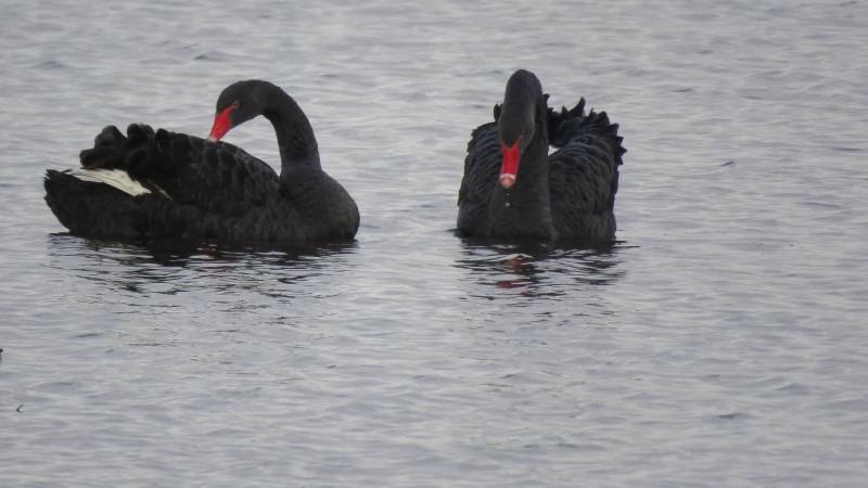 zwartezwanenhoogeboezemwaterinmalendoorwatermolentijdstip1330uur6febr2020IMG_2213scherp-1.jpg