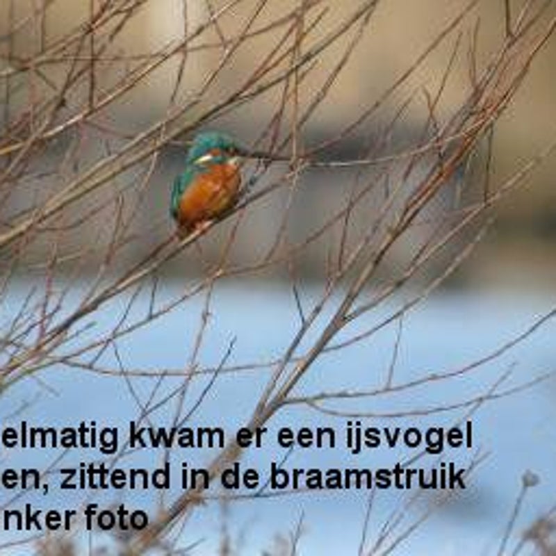 verganesluis21-ijsvogel-instruik-plasbroekvelden-FM1mrt05-15.jpg