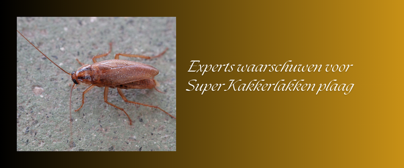 Experts waarschuwen voor Super Kakkerlakken plaag deze zomer