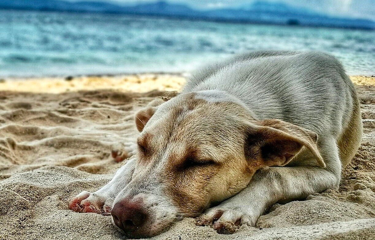 Luxe Glamping met hond Spanje