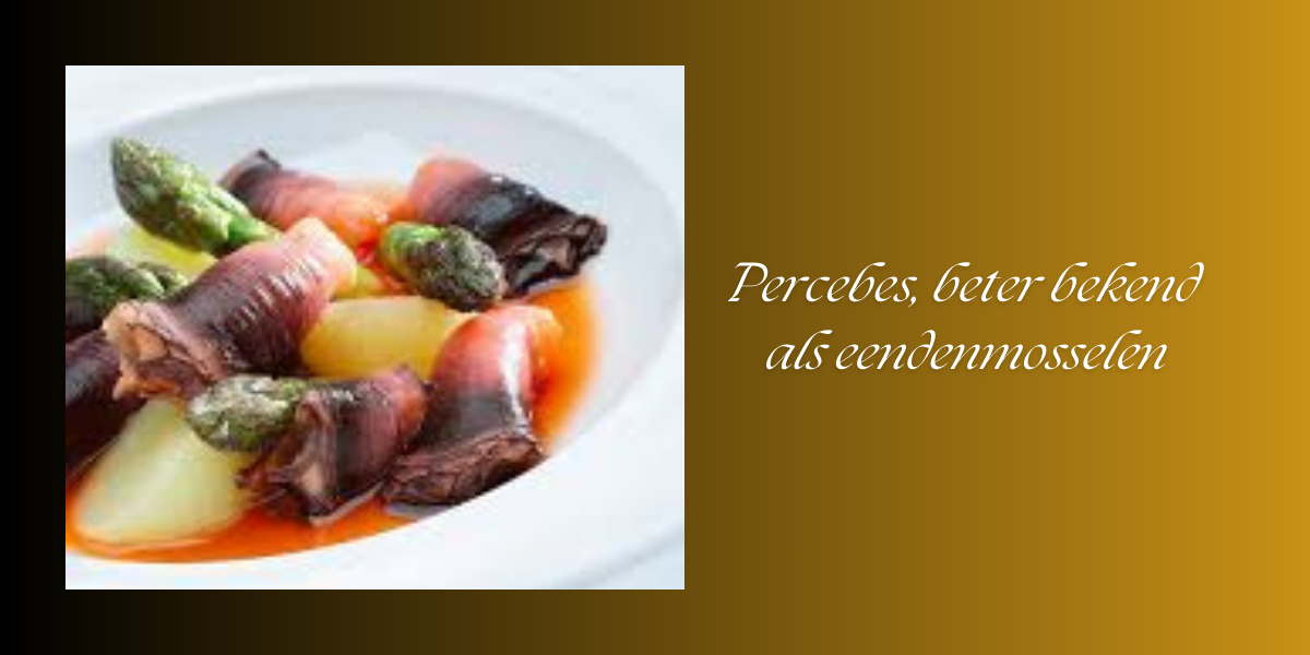 Percebes, beter bekend als eendenmosselen