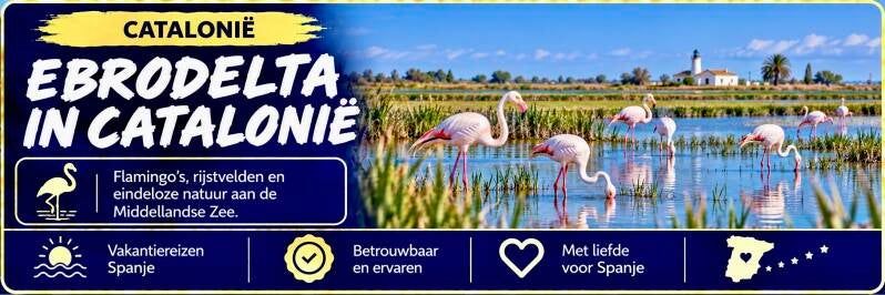 Flamingo’s tussen de rijstvelden en lagunes van de Ebrodelta in Catalonië