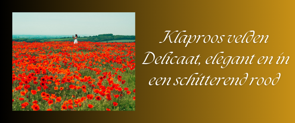 klaproos velden