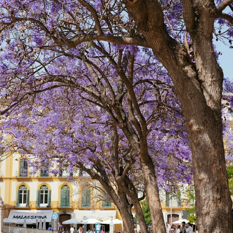 Op vakantie naar Málaga