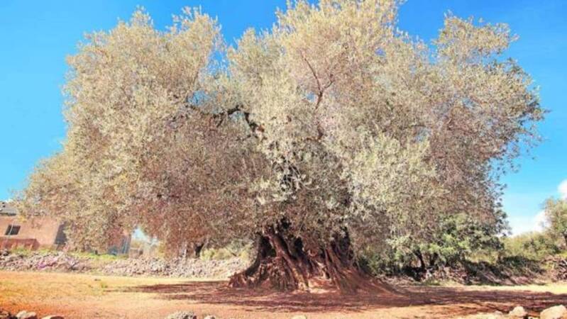 olivos viejos en España