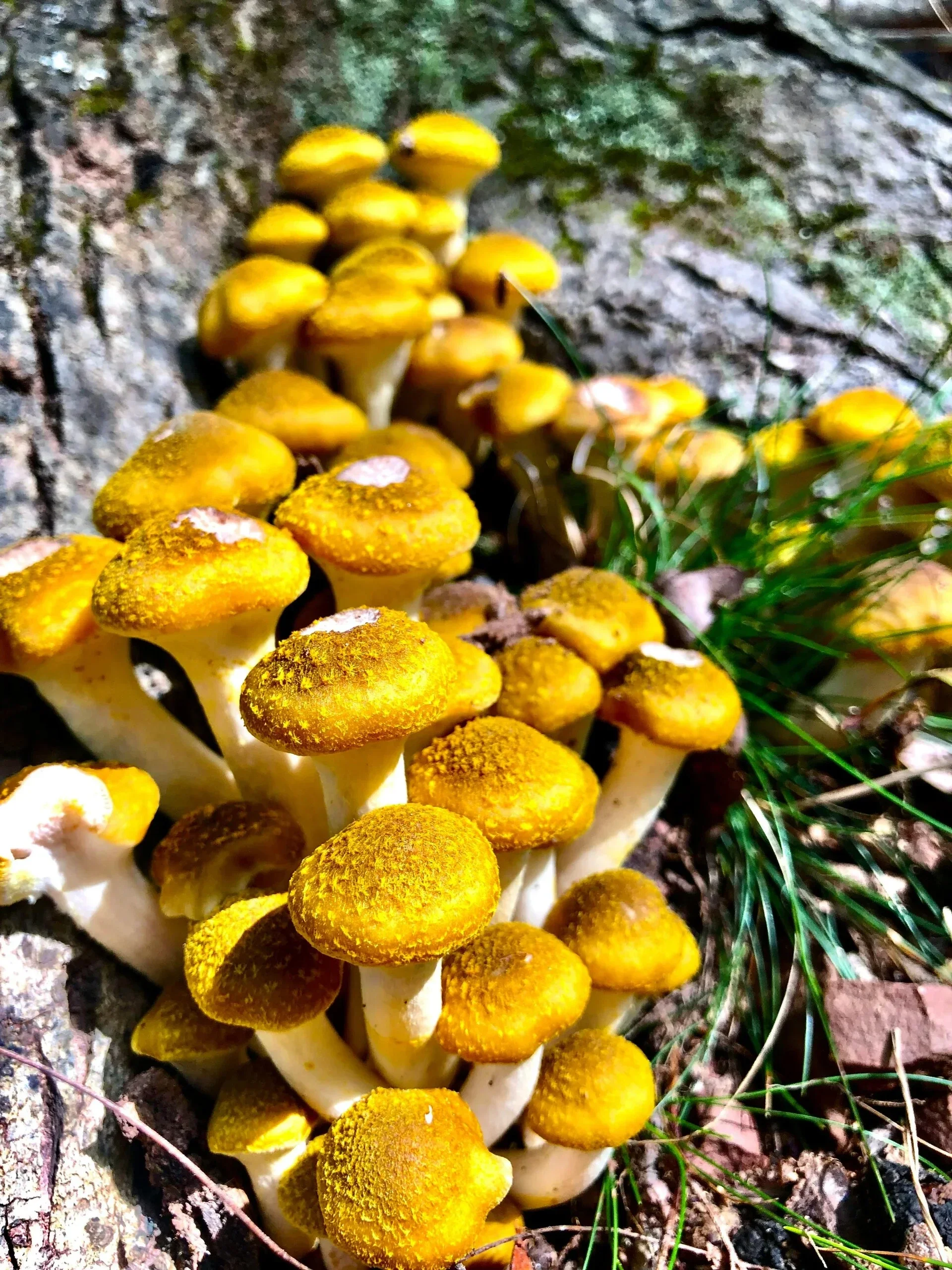 De herfst is het perfecte seizoen om hier bijzondere paddenstoelen te vinden