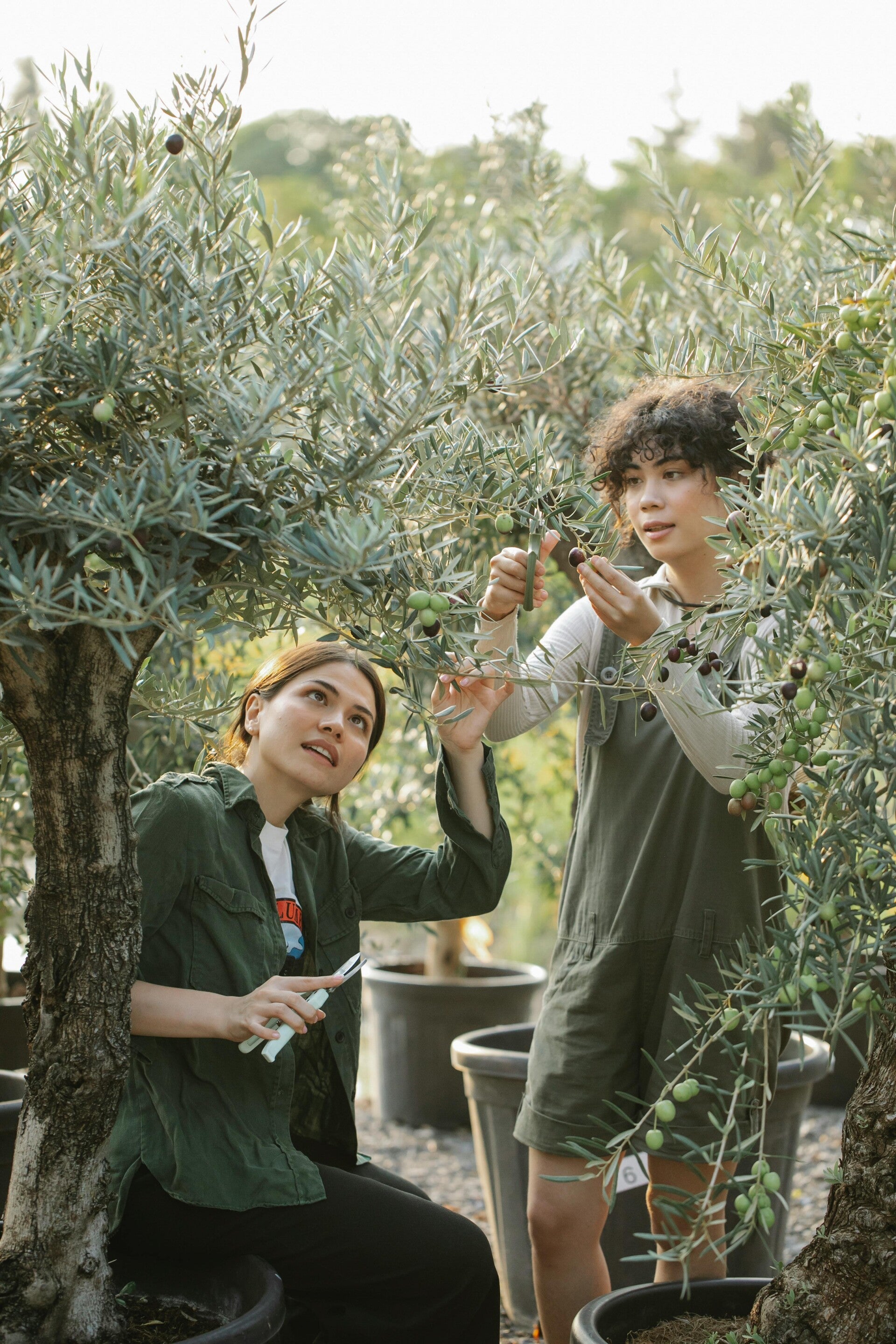 Snoeien van de olijfboom 2026