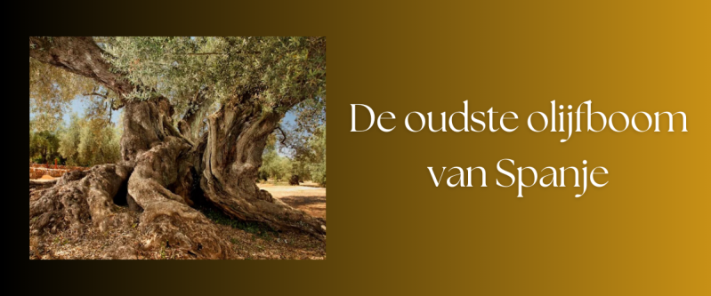 Ontdek,  Inés Rosales en haar Oil Cakes