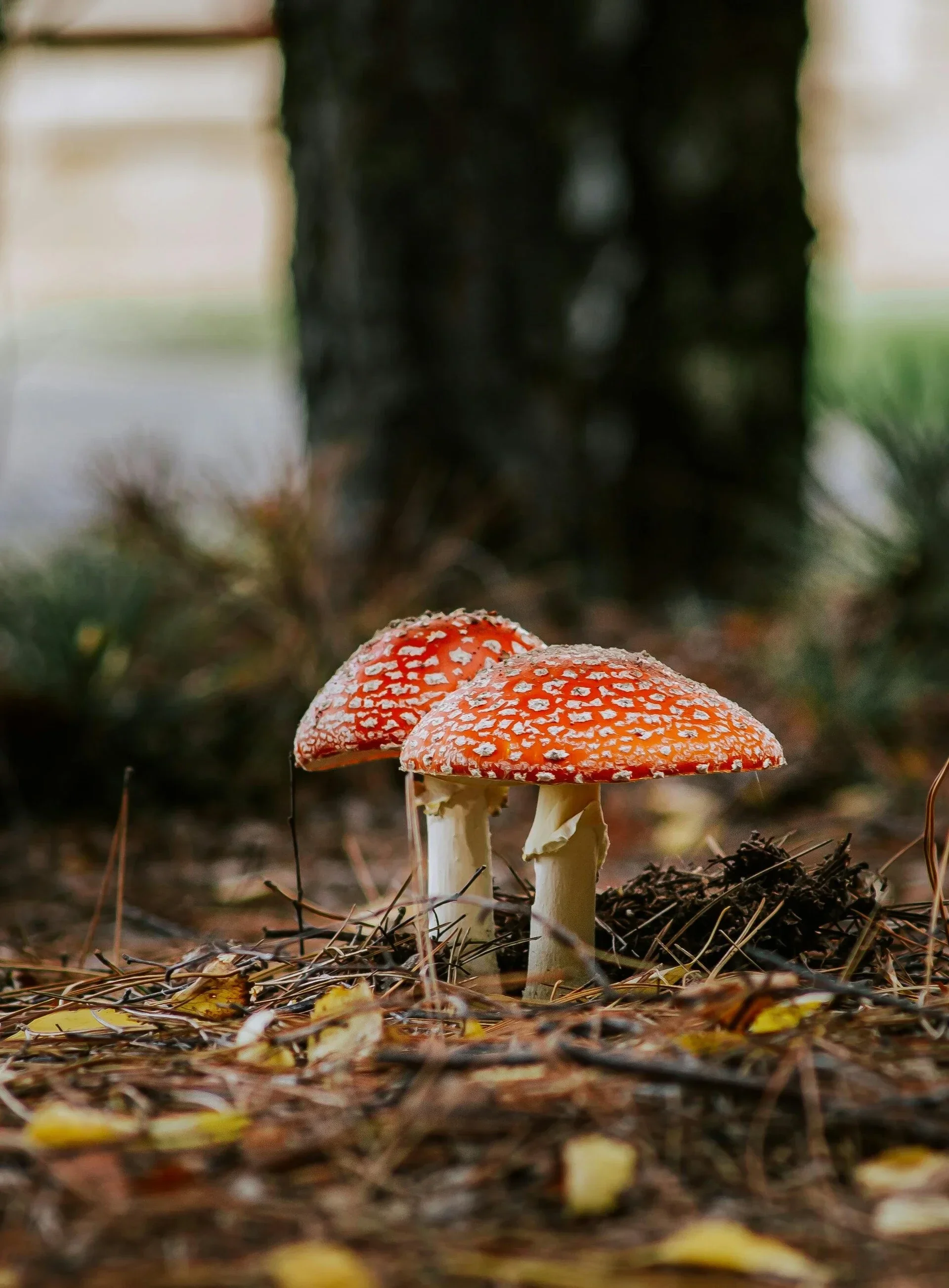 Voordat je gaat zoeken, bedenk dat het niet overal toegestaan is om paddenstoelen te plukken.