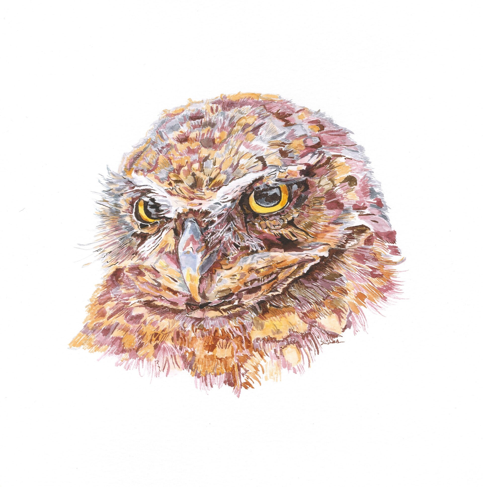 The Wise Stare  8" x 8"