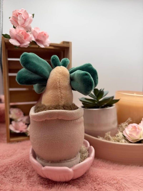 Pico het plantje