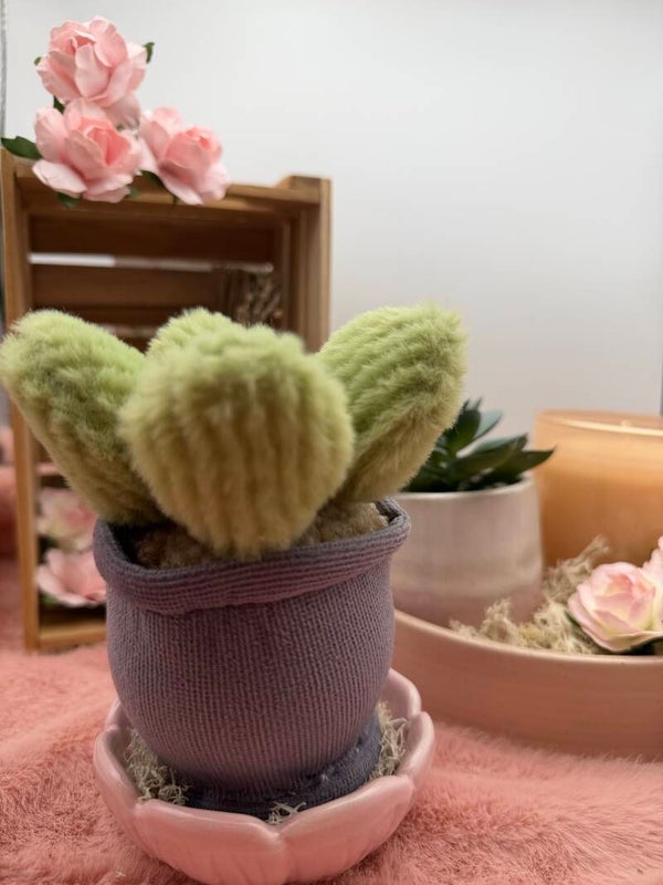 Novi het plantje