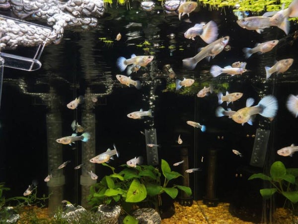 German White Trio 1M2F