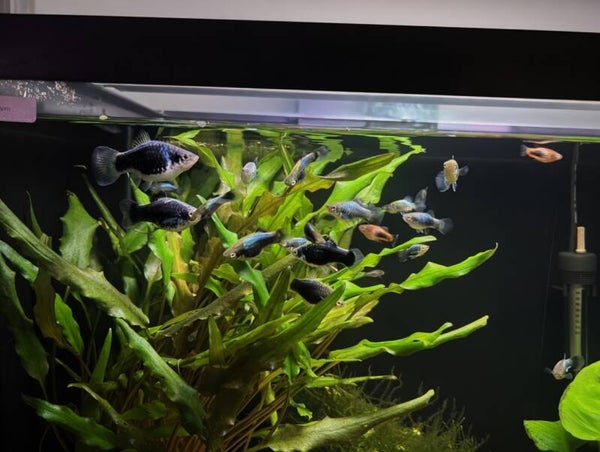 Green Lantern Platy Trio 1M2F