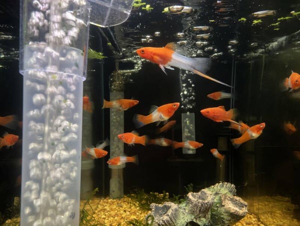 Koi Swordtail Trio 1M 2F