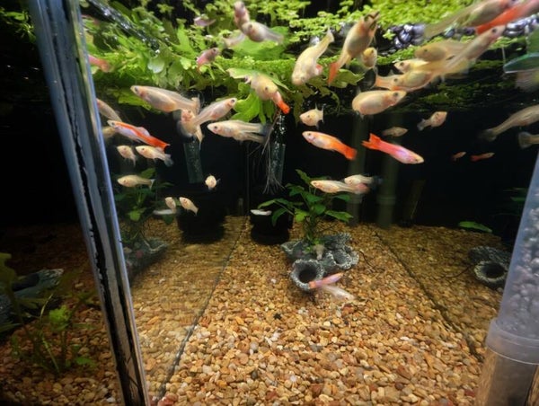 Pink Salmon Trio 1M2F